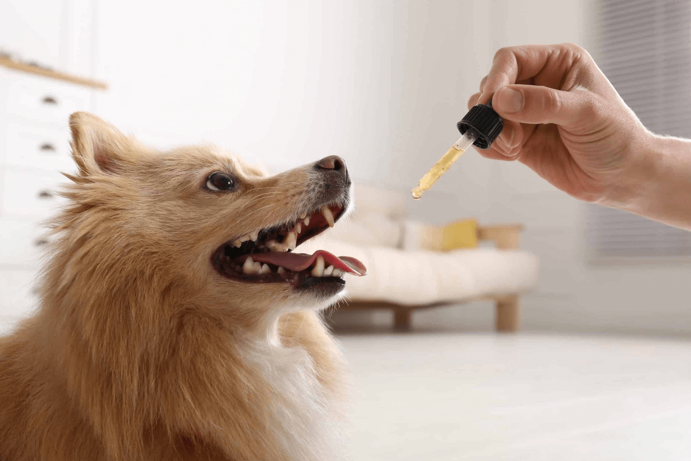 Dog Owner’s Guide to Cbd Oil: the Ultimate Guide